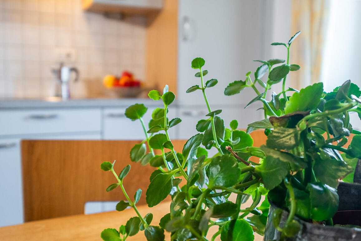 Ferienwohnung 3 Küche